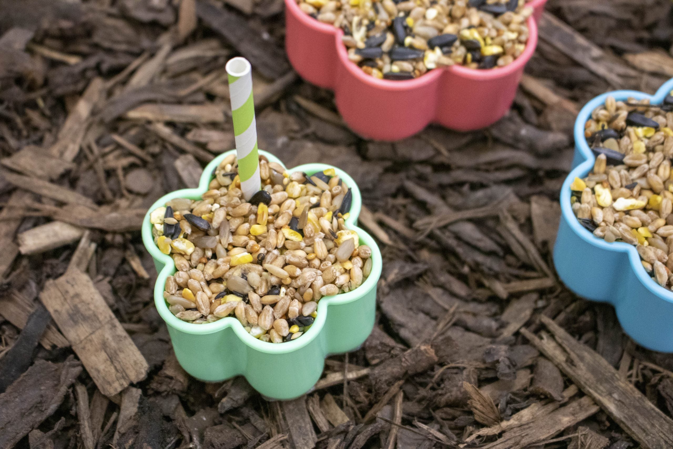 Let’s Make Cookie Cutter Bird Feeders