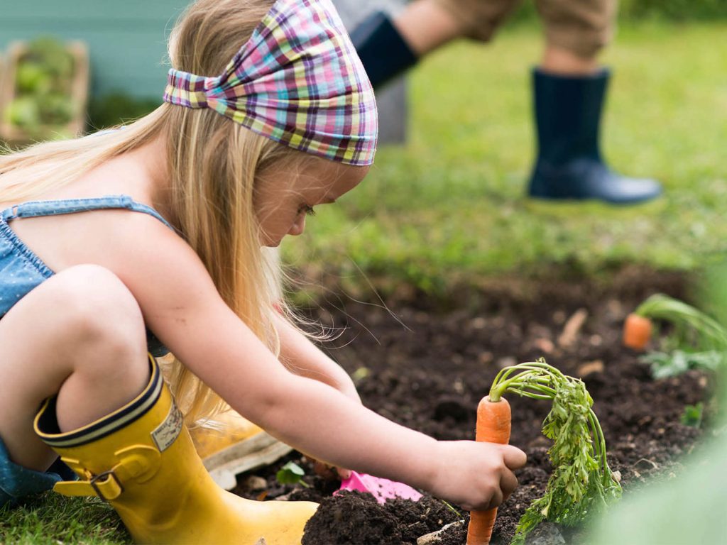 Children tending to veg patch carrots